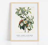 John James Audubon - Bachman's Warbler from Birds of America (1827)