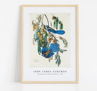 John James Audubon - Florida Jay from Birds of America (1827)