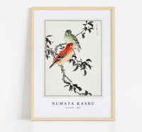 Numata Kashu - Crossbill illustration from Pictorial Monograph of Birds (1885)