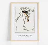 Numata Kashu - Siberian Blue-tail illustration from Pictorial Monograph of Birds (1885)