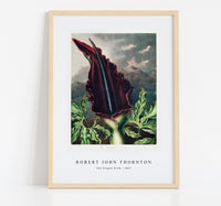 Robert John Thornton - The Dragon Arum from The Temple of Flora (1807)