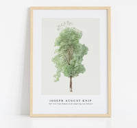 Joseph August Knip - Tall tree from Bomen in de omgeving van Subiaco (trees in the Subiaco area)