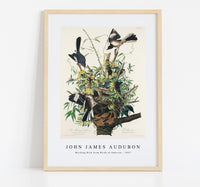 John James Audubon - Mocking Bird from Birds of America (1827)