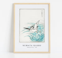 Numata Kashu - Mongolian Plover illustration from Pictorial Monograph of Birds (1885)