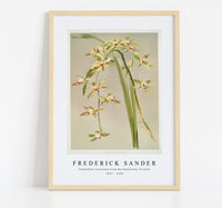 Frederick Sander - Cymbidium lowianum from Reichenbachia Orchids-1847-1920