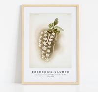 Frederick Sander - Angræcum articulatum from Reichenbachia Orchids-1847-1920