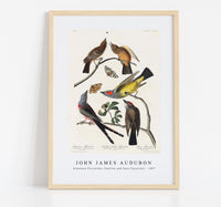 John James Audubon - Arkansaw Flycatcher, Swallow-Tailed Flycatcher and Says Flycatcher from Birds of America (1827)