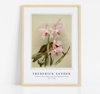 Frederick Sander - Cattleya victoria regina from Reichenbachia Orchids-1847-1920