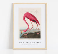 John James Audubon - Pink Flamingo from Birds of America (1827)