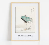 Numata Kashu - White-naped Crane and New Years Fern illustration from Pictorial Monograph of Birds (1885)