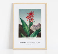 Robert John Thornton - Indian Reed from The Temple of Flora (1807)