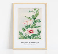 Megata Morikaga - Hibiscus plant during 1870–1880