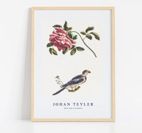 Johan Teyler - Rose and a Parakeet