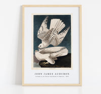 John James Audubon - Iceland or Jer Falcon from Birds of America (1827)