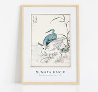 Numata Kashu - Night Heron and Little Egret illustration from Pictorial Monograph of Birds (1885)