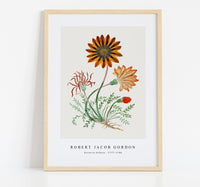 Robert Jacob Gordon-Gorteria diffusa (1777–1786)