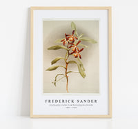 Frederick Sander - Arachnanthe clarkei from Reichenbachia Orchids-1847-1920