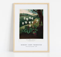 Robert John Thornton - The Persian Cyclamen from The Temple of Flora (1807)