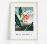 Robert John Thornton - The Nodding Renealmia from The Temple of Flora (1807)