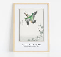 Numata Kashu - Japanese Common Kingfisher illustration from Pictorial Monograph of Birds (1885)