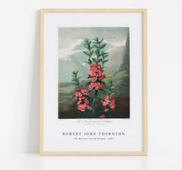 Robert John Thornton -The Narrow–Leaved Kalmia from The Temple of Flora (1807)