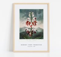 Robert John Thornton - Indian Reed from The Temple of Flora (1808)