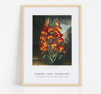 Robert John Thornton - The Superb Lily from The Temple of Flora (1807)