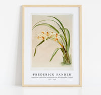 Frederick Sander - Cymbidium (hybridum) winnianum from Reichenbachia Orchids-1847-1920