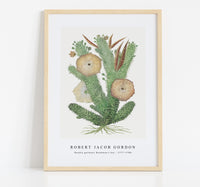 Robert Jacob Gordon - Hoodia gordonii Bushman’s hat (1777–1786)