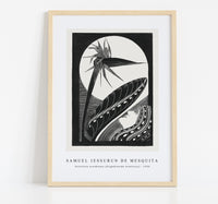Samuel Jessurun De Mesquita - Strelitzia overblown (Uitgebloeide strelitzia) (1934)