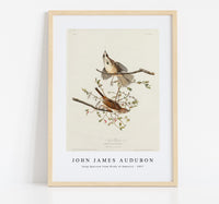 John James Audubon - Song Sparrow from Birds of America (1827)