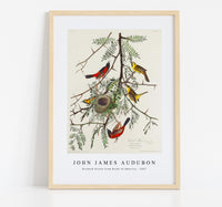 John James Audubon - Orchard Oriole from Birds of America (1827)