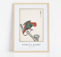 Numata Kashu - Macaw illustration from Pictorial Monograph of Birds (1885)