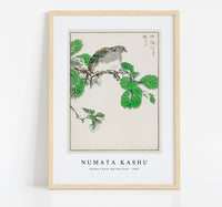 Numata Kashu - Barbary Dove and Oak Tree illustration from Pictorial Monograph of Birds (1885)