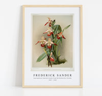 Frederick Sander - Cypripedium lemoinierianum from Reichenbachia Orchids-1847-1920