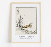 Numata Kashu - Chinese Tree-Pipit and Wheat illustration from Pictorial Monograph of Birds (1885)