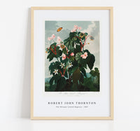 Robert John Thornton - The Oblique–Leaved Begonia from The Temple of Flora (1807)