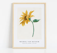 Michiel Van Huysum - Branch with a sunflower (1714–1760)