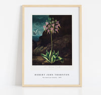 Robert John Thornton - The American Cowslip from The Temple of Flora (1807)