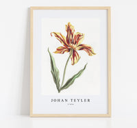 Johan Teyler - A tulip