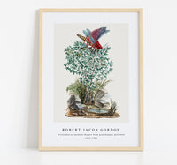 Robert Jacob Gordon - Dictyophorus spumans Koppie foam grasshopper perhched on a Zygophyllum sp. (Caper bean) (1777–1786)