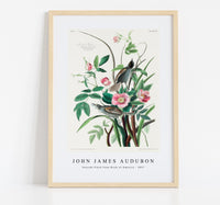 John James Audubon - Seaside Finch from Birds of America (1827)