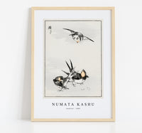 Numata Kashu - Swallow illustration from Pictorial Monograph of Birds (1885)