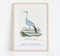 Robert Jacob Gordon - Anthropoides paradisea blue crane or Stanley crane (1777–1786)