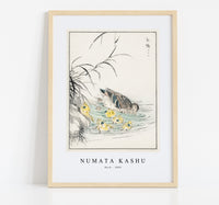 Numata Kashu - Duck illustration from Pictorial Monograph of Birds (1885)