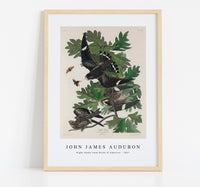 John James Audubon - Night Hawk from Birds of America (1827)