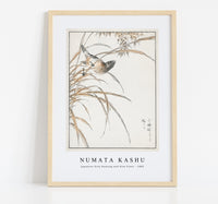 Numata Kashu - Japanese Grey Bunting and Rise Plant illustration from Pictorial Monograph of Birds (1885)