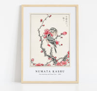 Numata Kashu - Pine Bunting and Plum Tree illustration from Pictorial Monograph of Birds