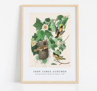 John James Audubon - Baltimore Oriole from Birds of America (1827)