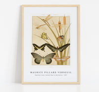 Maurice Pillard Verneuil - Papillons from L'animal dans la décoration (1897)